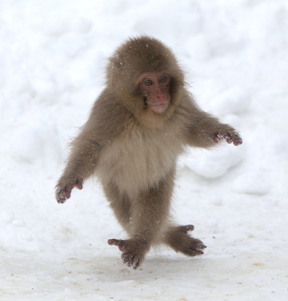 Смешные обезьянки зимой
