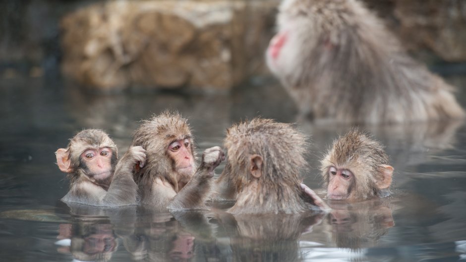 Обезьяний заповедник Джигокудани