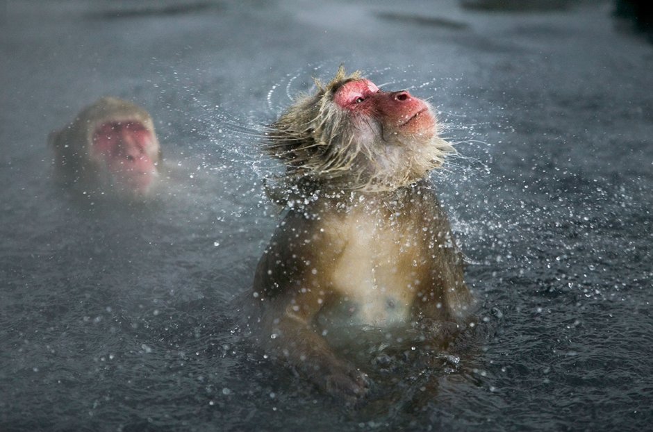 Обезьяна под водой