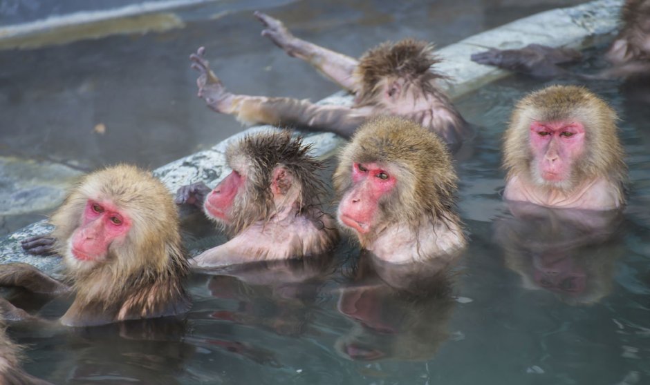 Макаки Япония горячие источники