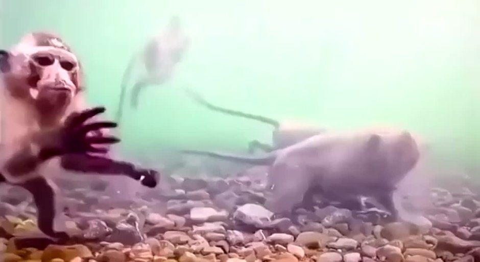 Обезьяна под водой