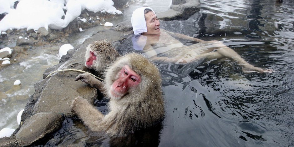 Макаки греются в горячих источниках