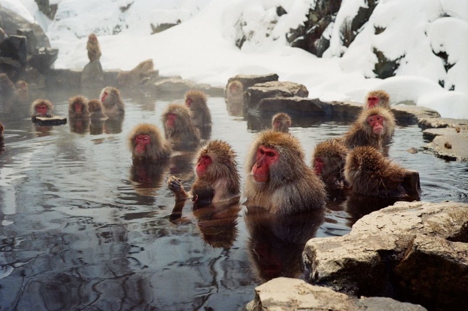 Парк Джигокудани Япония