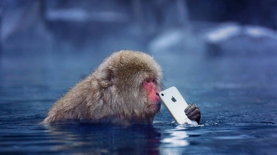 Японские макаки