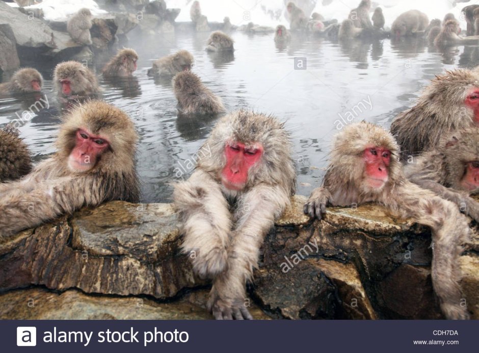 Онсен макаки