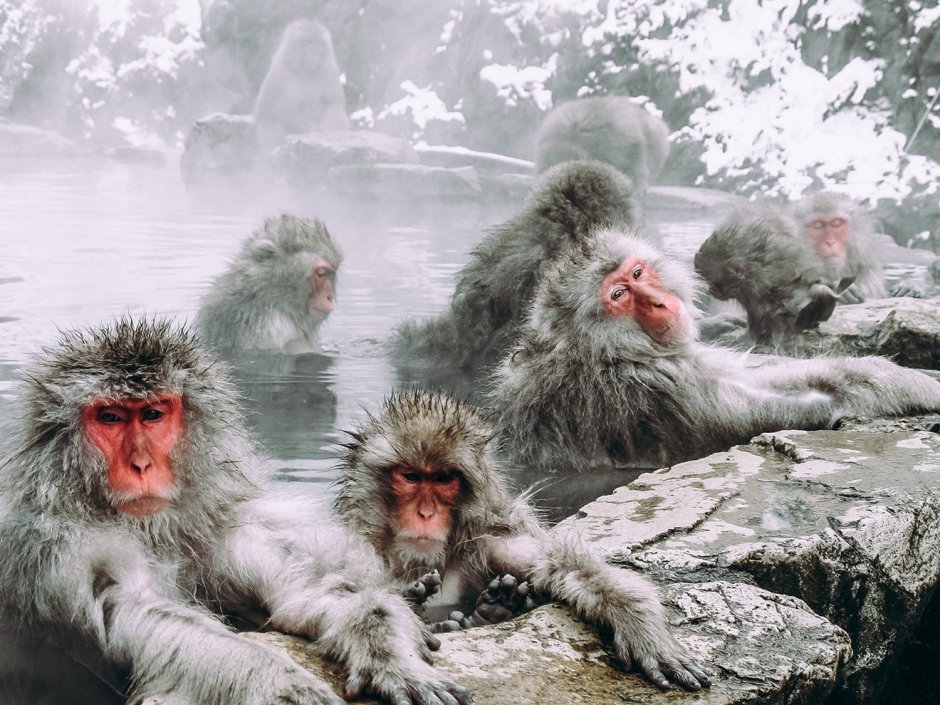 Макаки в Японии в термальных источниках