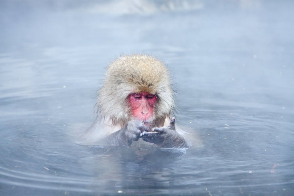Обезьянка в воде