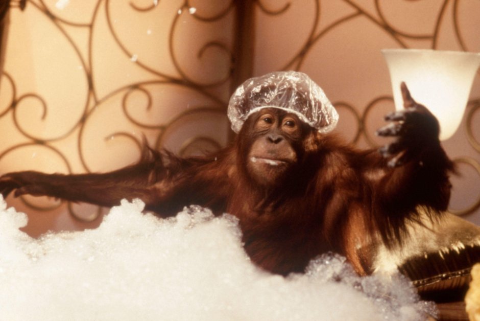 Обезьяна Данстон