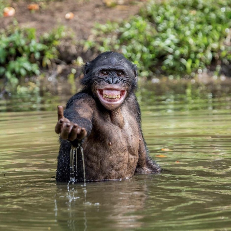 Крутая макака