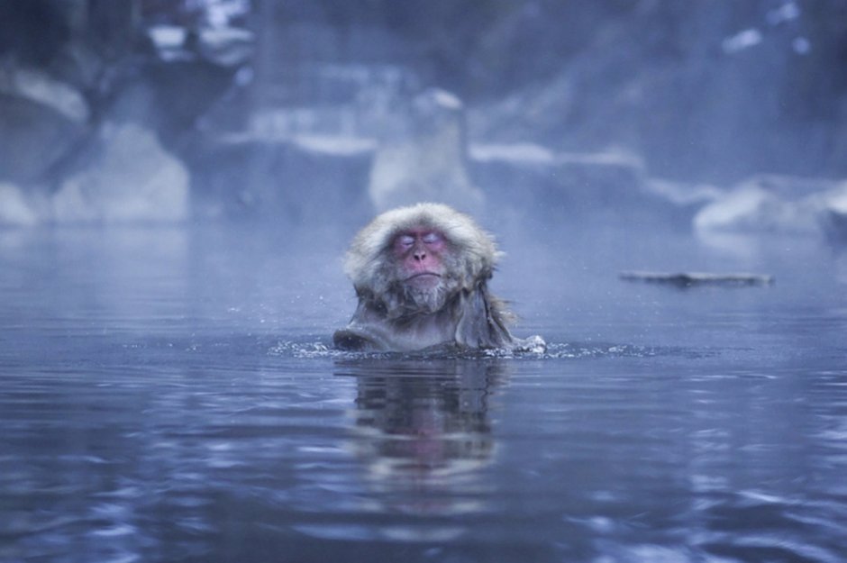 Японские макаки