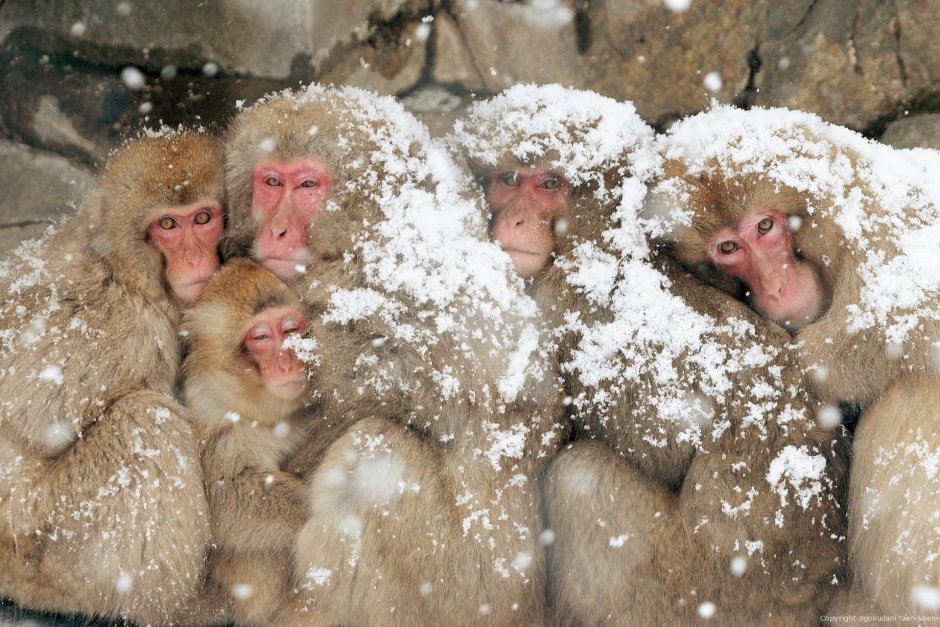 Арктические мартышки