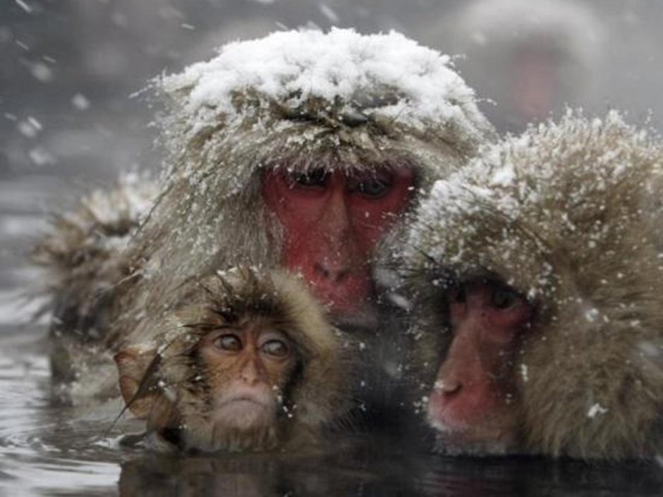 Японские обезьяны зимой
