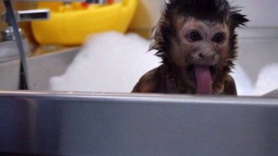 Обезьяна купается в ванной