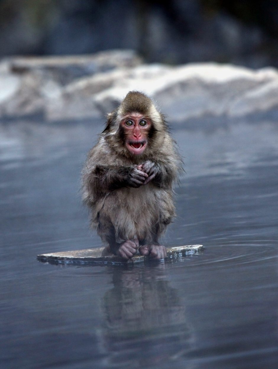 Обезьяны бегут по воде