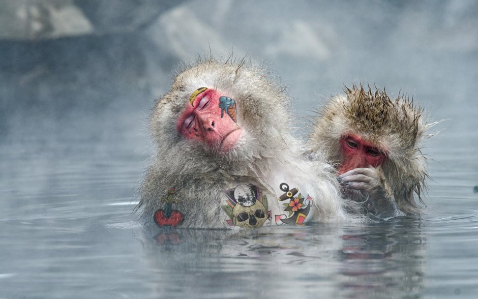 Обезьяна в горячем источнике зимой