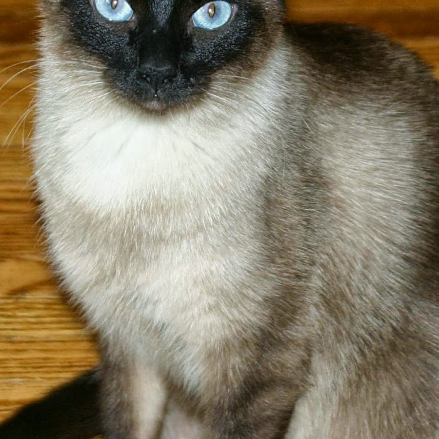 Циннамон Пойнт тонкинез