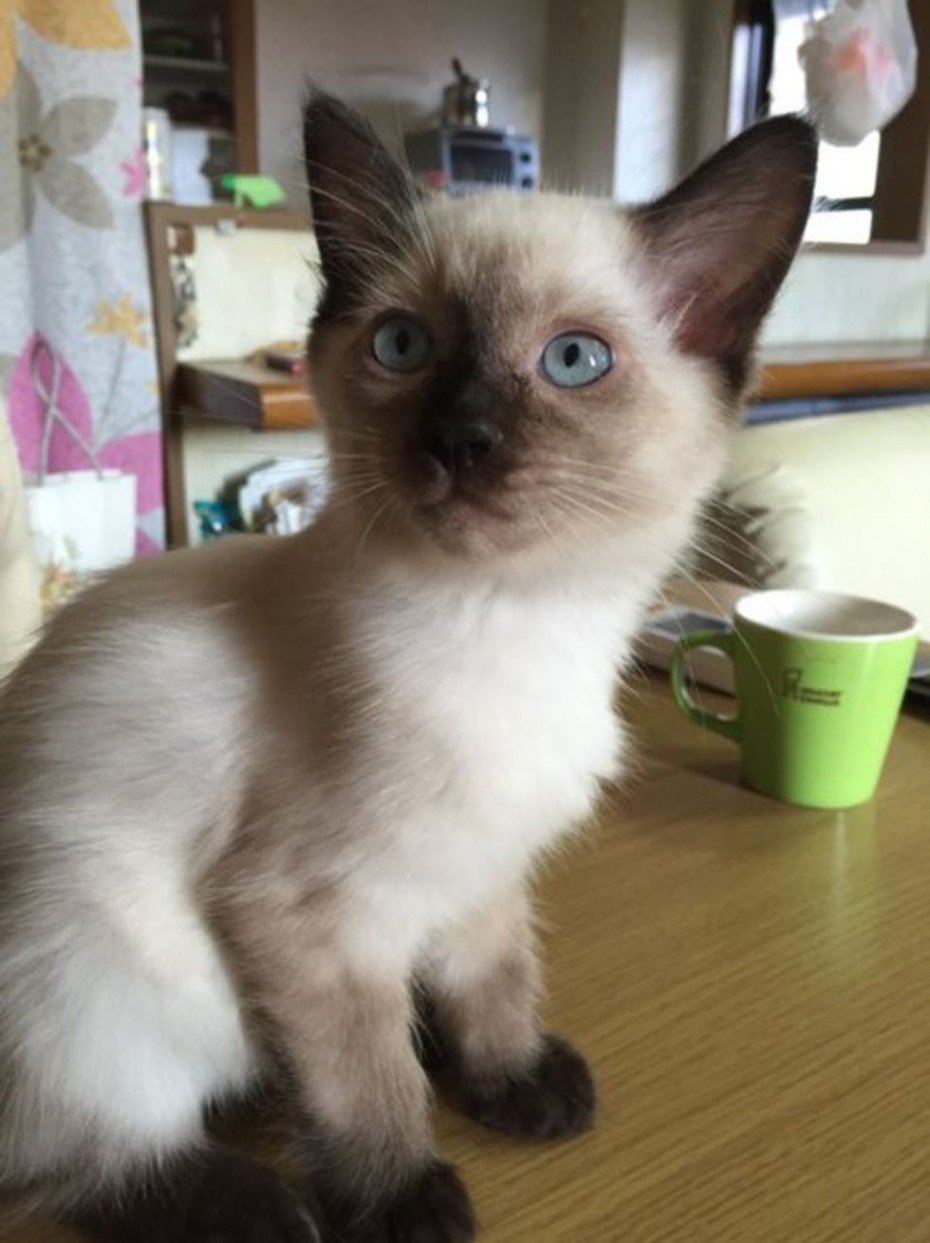 Тайская тебби Блю поинт