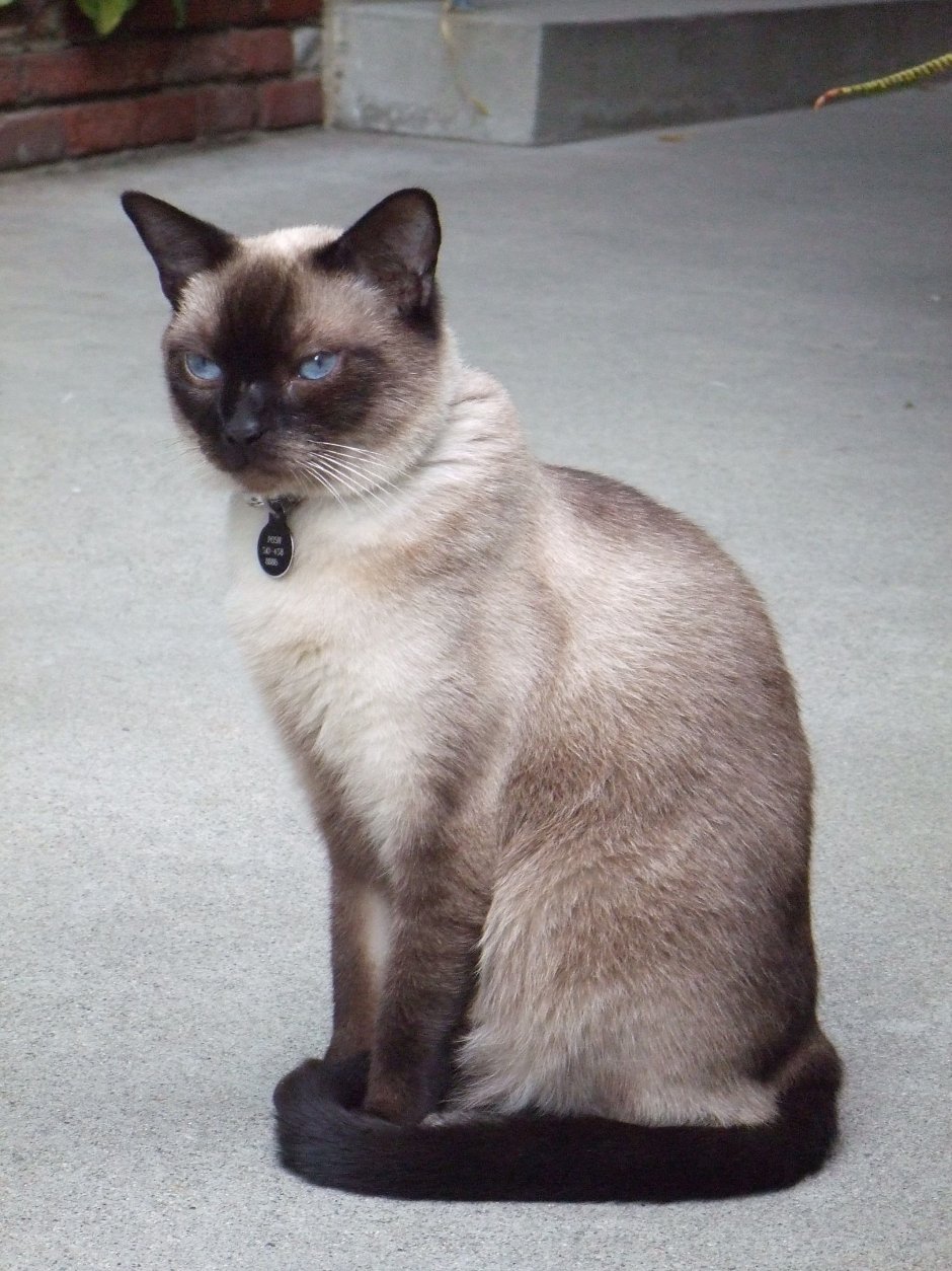 Сиамская кошка гладкошерстная