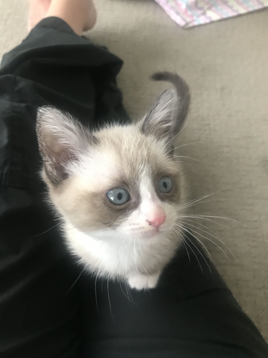 Шотландская Сиамская кошка