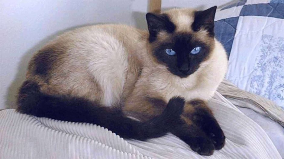 Тайская кошка Лайлак Пойнт