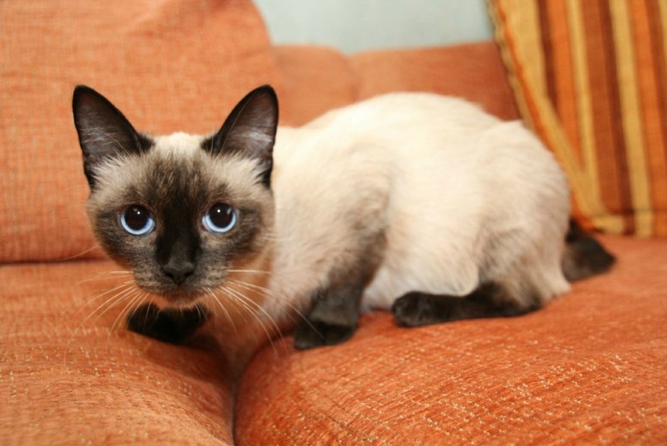 Сиамские котята метисы