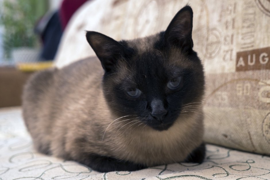 Метис шотландской и сиамской