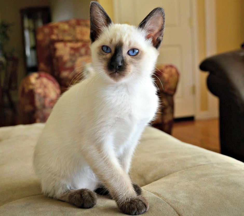 Сиамская Балинезийская