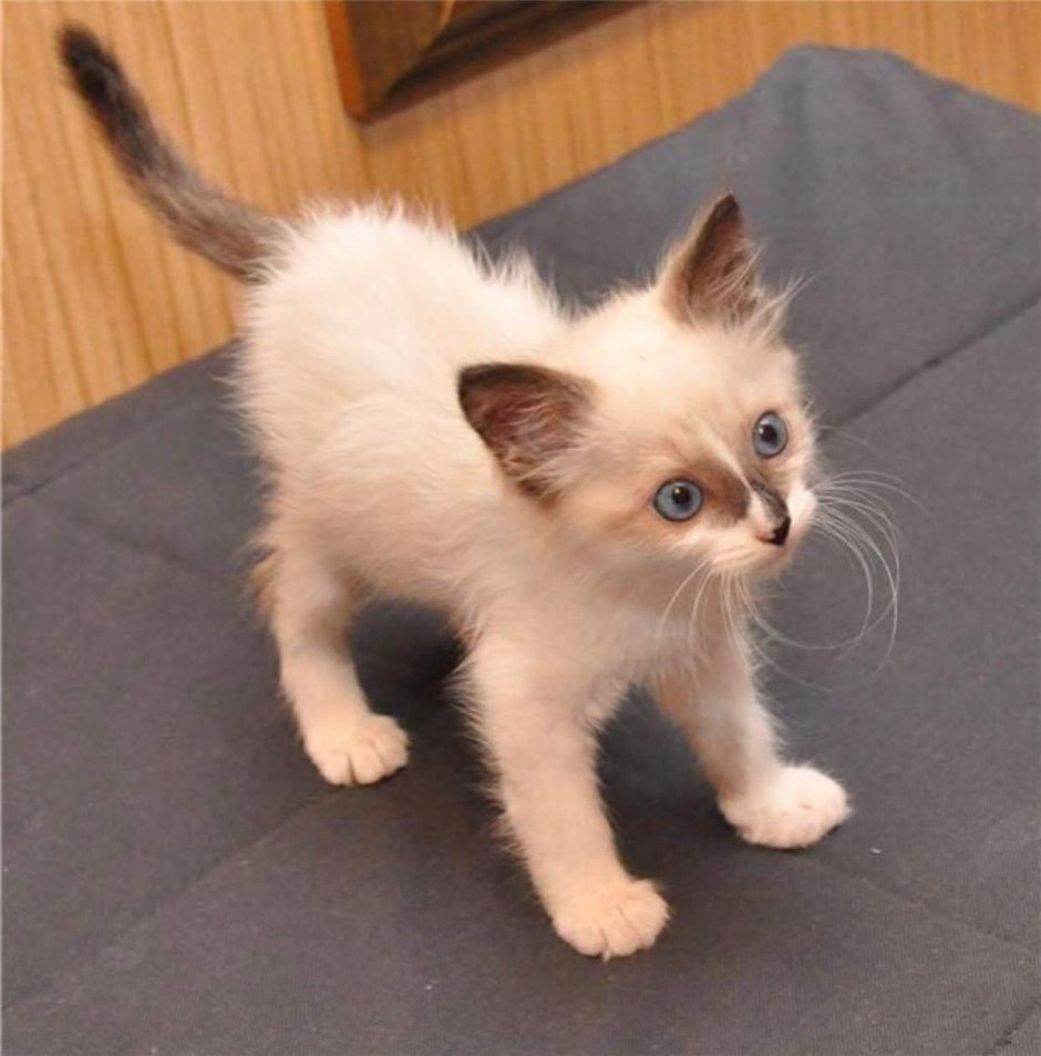 Сиамский кот помесь