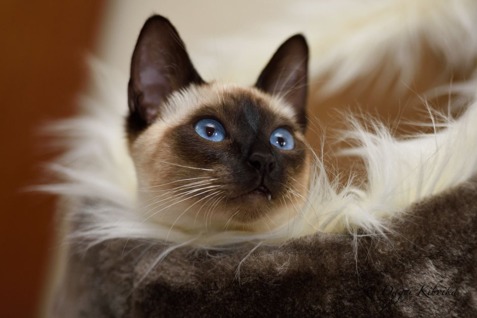 Тайский кот полосатый метис