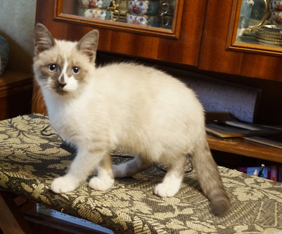 Помесь сиамской кошки