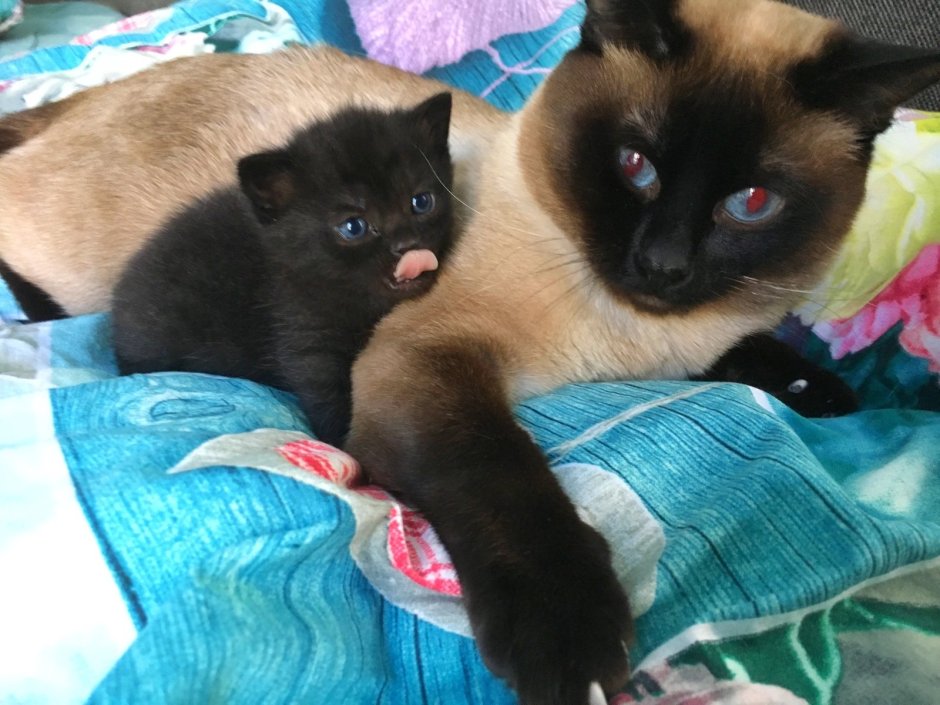 Сиамский кот метис