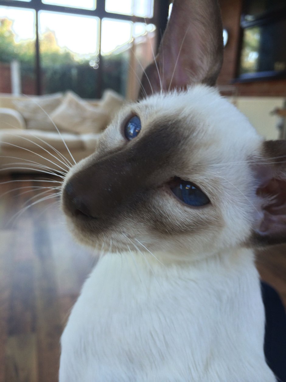 Кот метис сиамской кошки