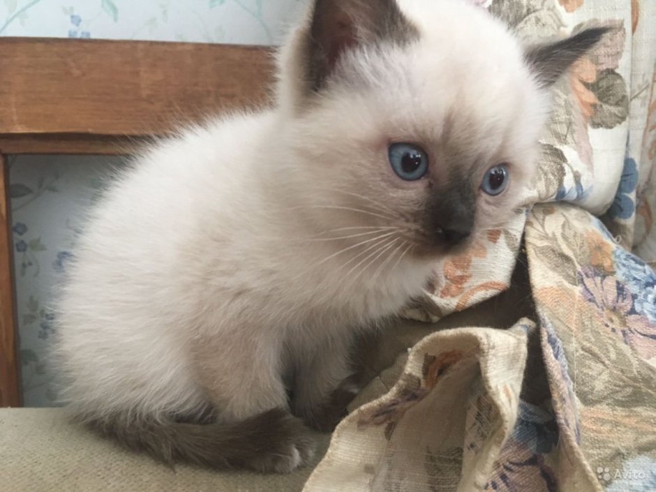 Британская кошка колор Пойнт