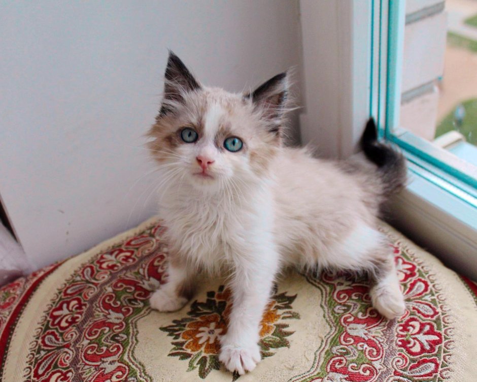 Смесь сиамской кошки