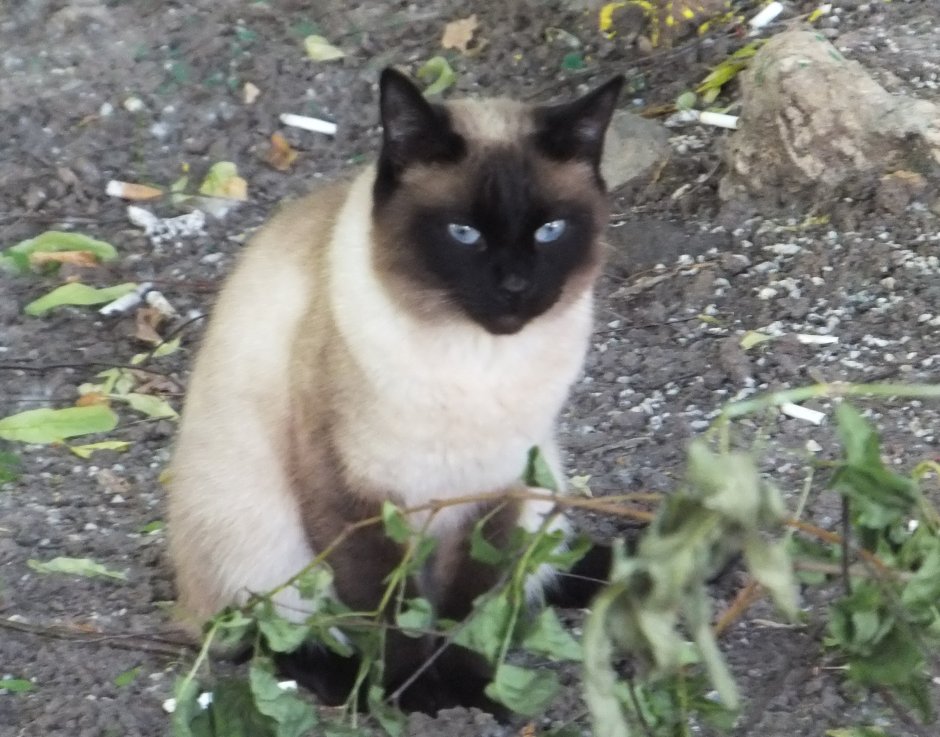 Купированный сиамский кот