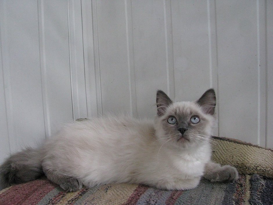 Танкинес ценамон поинт