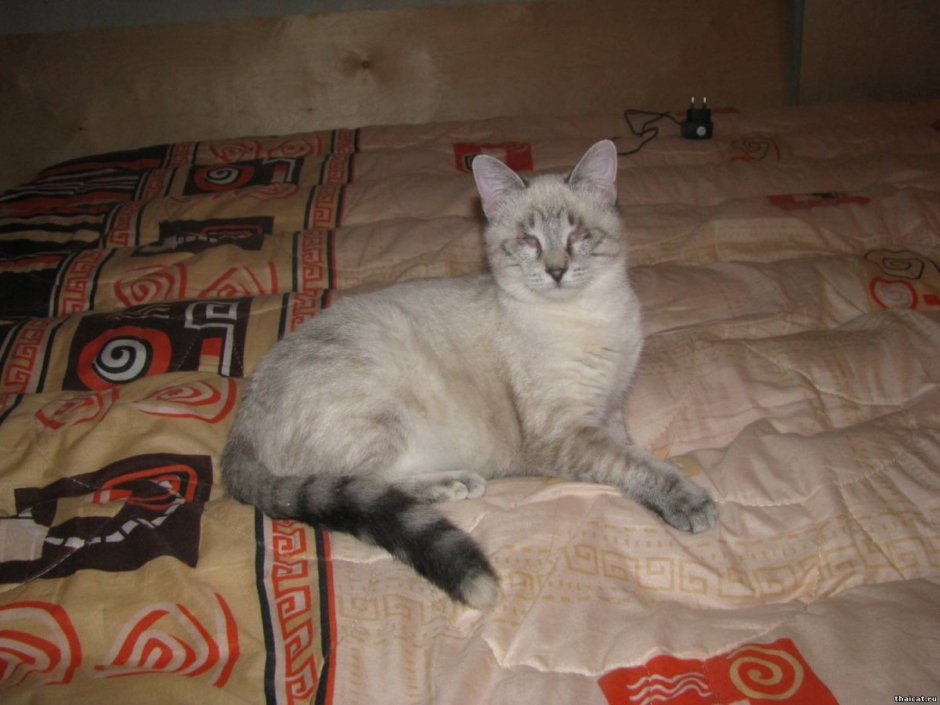 Сиамский кот помесь