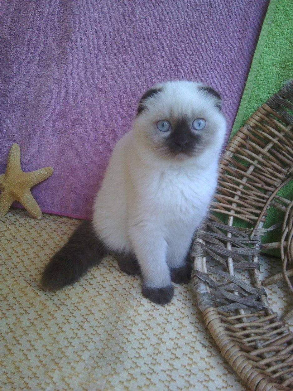 Королевский сиамский кот