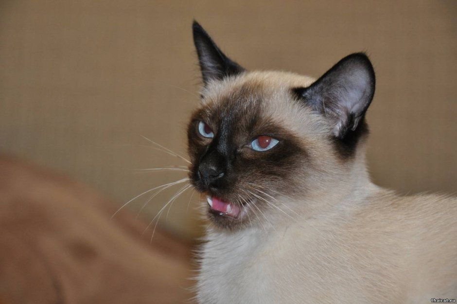 Сиамский ориентальный кот
