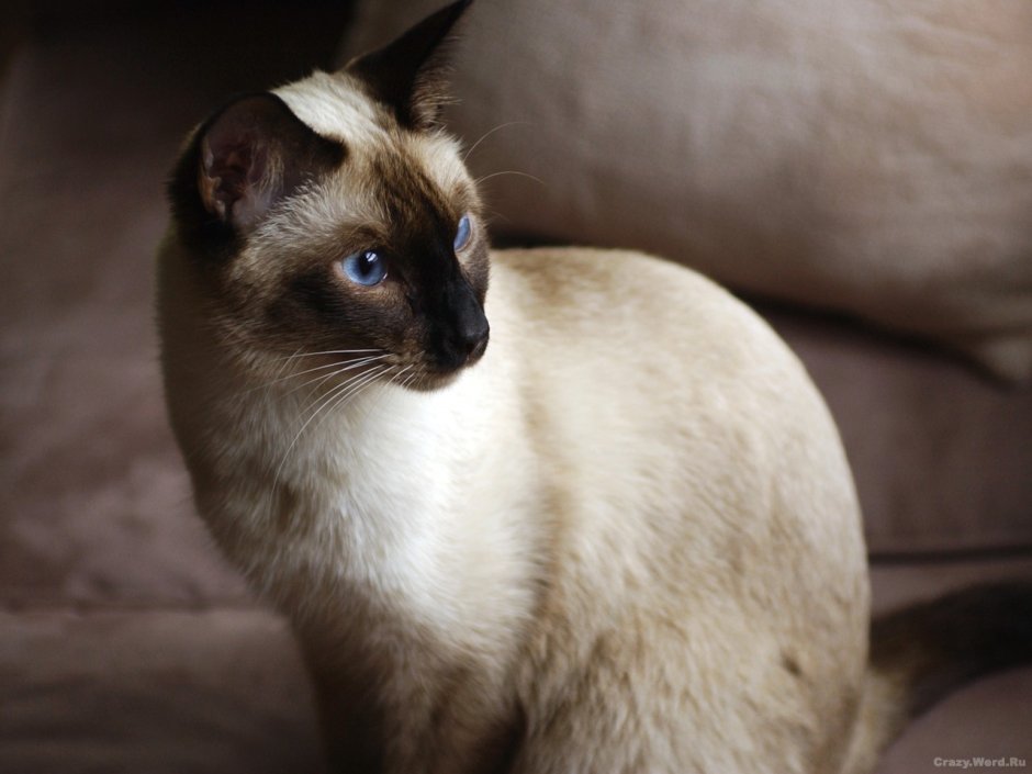 Сиамский кот Сноу Шу