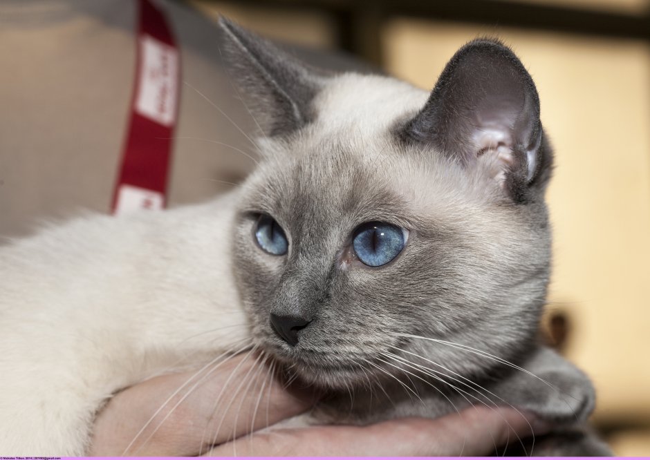 Тайский кот метис