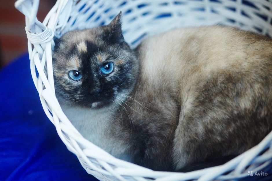 Помесь сиамской и Рэгдолл кошки