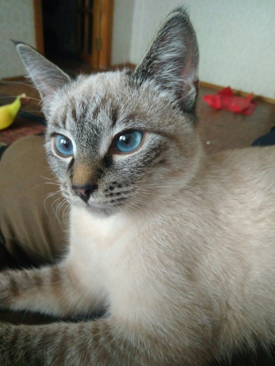 Тайский ориентальный кот