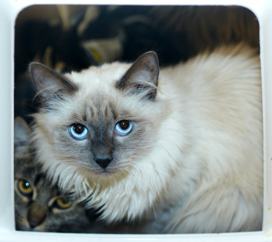 Сиамская вислоухая Мася