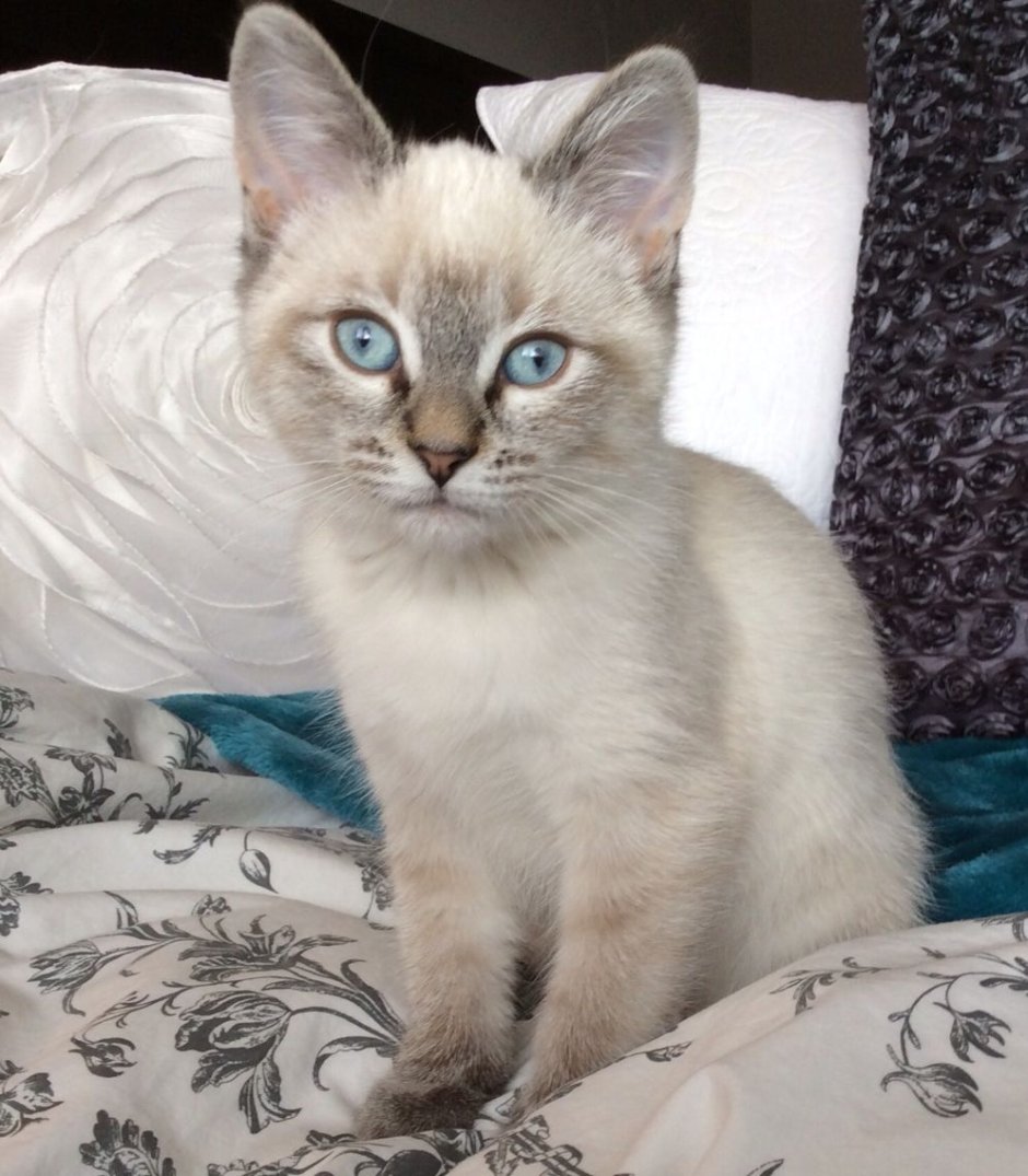 Кот метис сиамской кошки