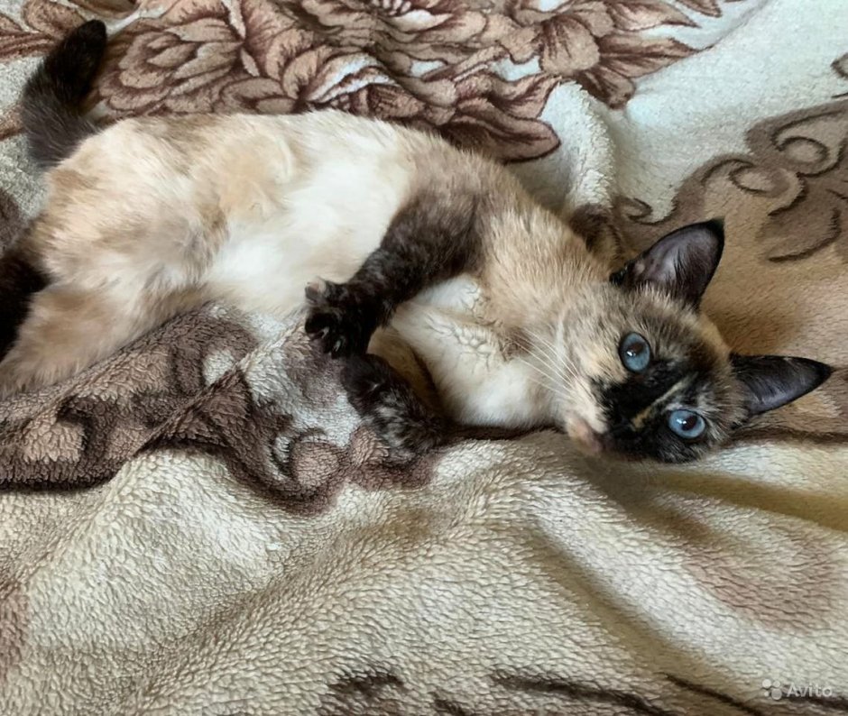 Сиамская и Абиссинская кошка