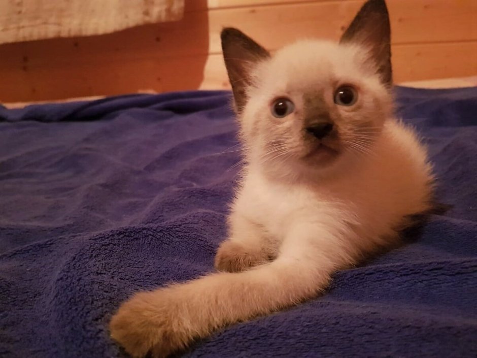 Тайский кот метис Сибирский