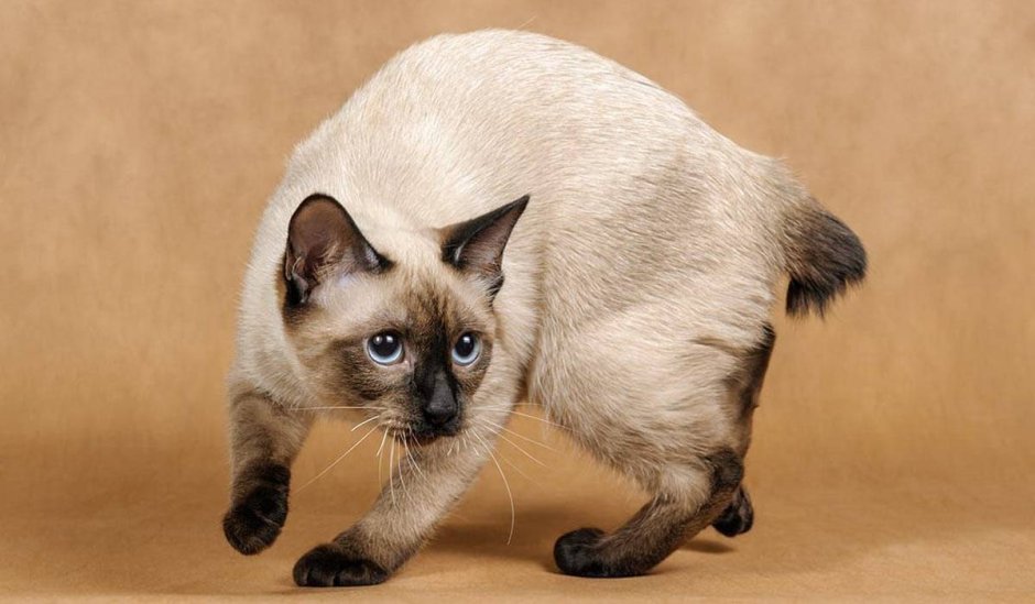 Кошка Блю поинт Тонкинская