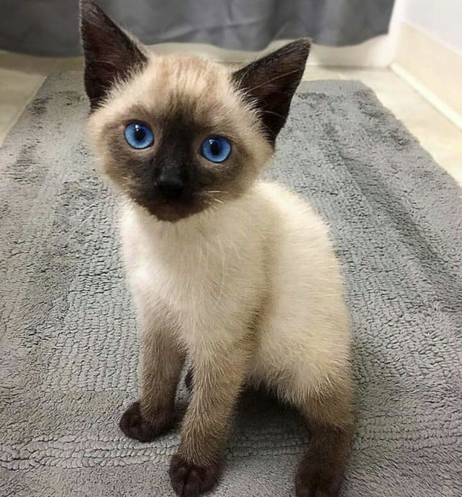 Шотландская вислоухая Сиамская кошка
