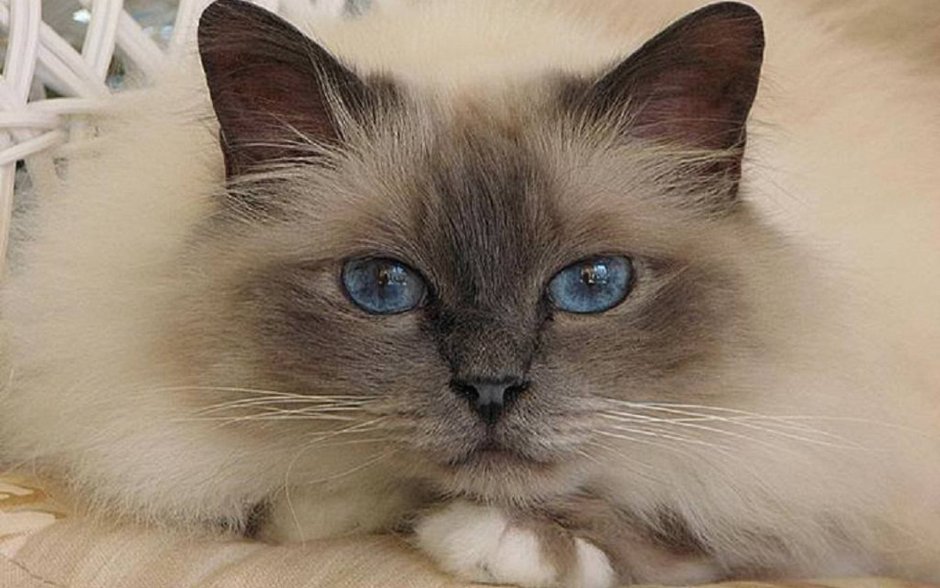 Тайская кошка колор поинт